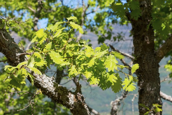 Intertwined branch with light green leaves in front of a mountainous landscape, oak, Piornal,