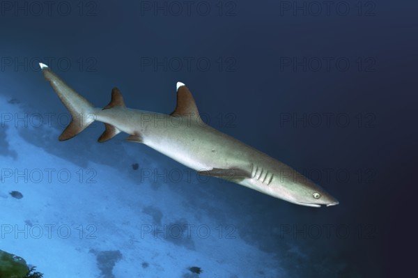 Whitetip reef shark (Triaenodon obesus) Whitetip reef shark swims near the bottom through coral