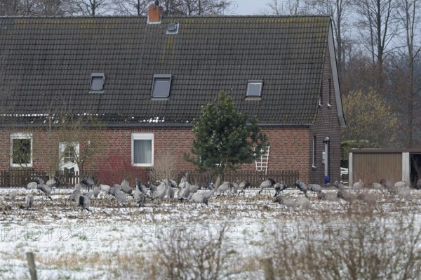 Cranes (grus grus) resting on their southbound migration while foraging in a harvested maize field