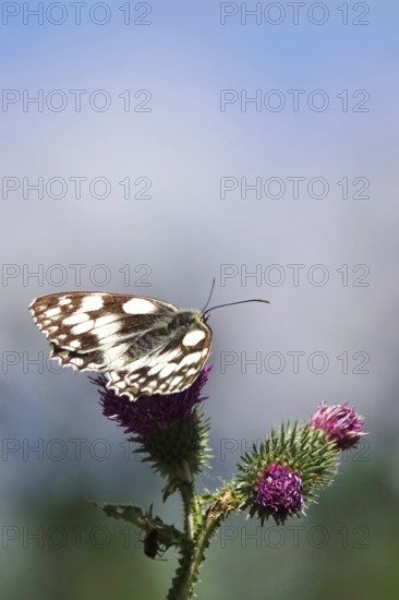 Marbled white (Melanargia galathea), July, Saxony-Anhalt, Germany, Europe