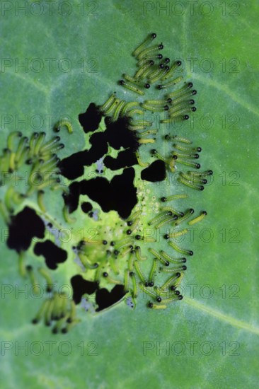 Caterpillars of the cabbage white butterfly, July, Germany, Europe
