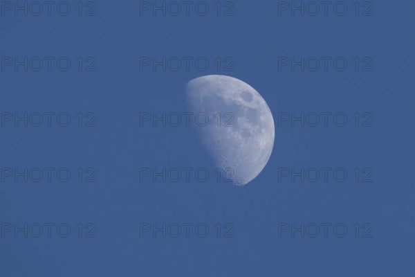 The moon at the waxing gibbous stage in the evening sky, England, United Kingdom, Europe