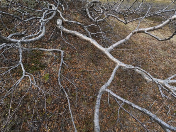 Dwarf Birch (Betula Nana), ancient old, gnarled trees growing on the tundra, May, Varanger Fjord,