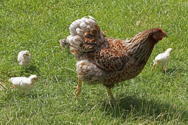 Chicken with chicks, Eime, Leinebergland, Lower Saxony, Germany, Europe