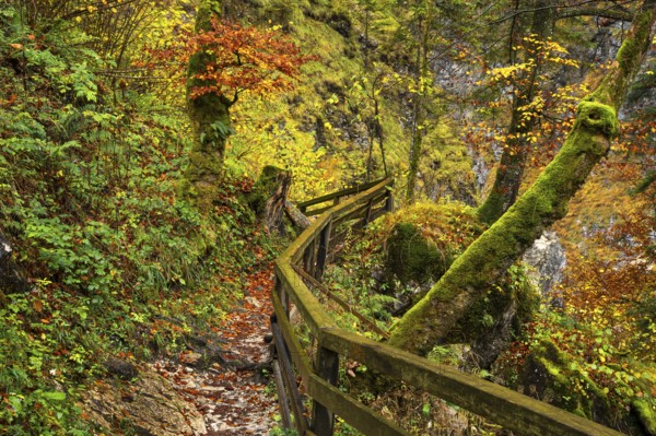 A hiking trail in the Lammerklamm gorge. Autumn, trees with colourful leaves. Scheffau, Lammertal,