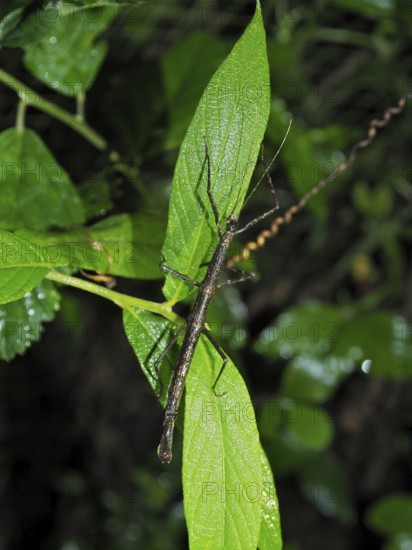 Stick insect (Phasmatodea), Monteverde cloud forest, Costa Rica, Central America