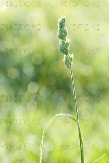 Orchard grass (Dactylis glomerata) wetted by autumn morning dew, soft light, blurred background,
