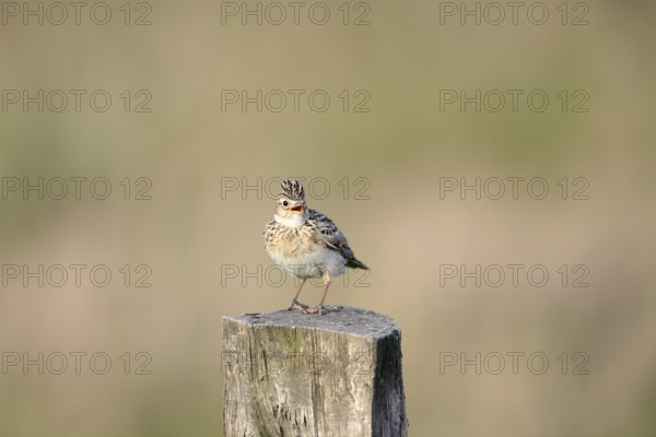 Eurasian skylark (Alauda arvensis) sitting on a pole, Lower Rhine, North Rhine-Westphalia, Germany,