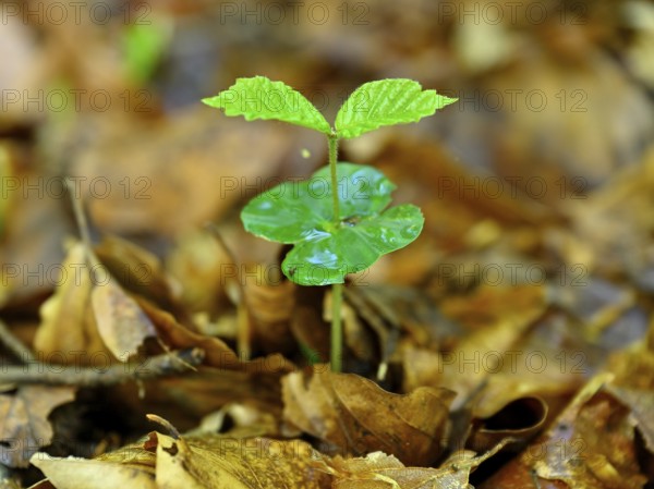 Seedling of copper beech (Fagus silvatica), Lower Rhine, North Rhine-Westphalia, Germany, Europe