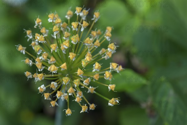 Seed head of ramson (Allium ursinum), Bavaria, Germany, Europe