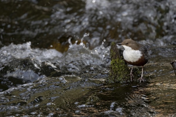 White-throated Dipper (Cinclus cinclus) in the water, Austria, Upper Austria, Europe