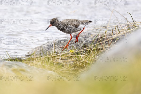Common redshank (Tringa totanus), adult bird walking on rock at the water's edge, Varanger,