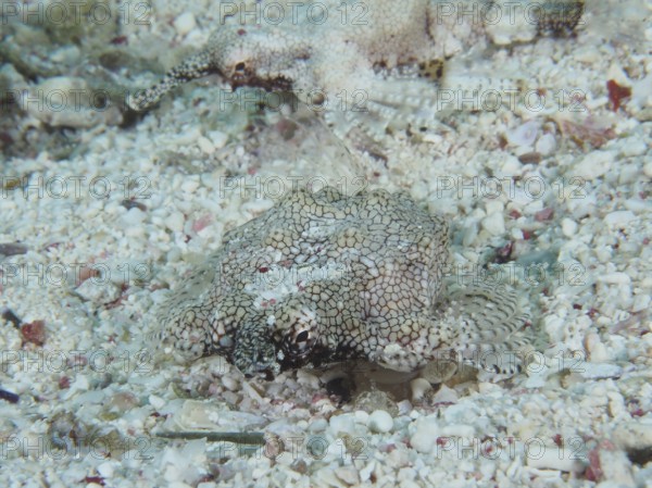Little dragonfish (Eurypegasus draconis), dive site House Reef, Mangrove Bay, El Quesir, Red Sea,