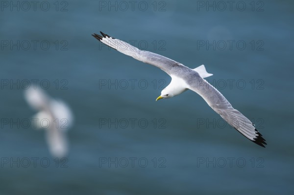 Black-legged Kittiwake, Rissa tridactyla, bird in flight over sea