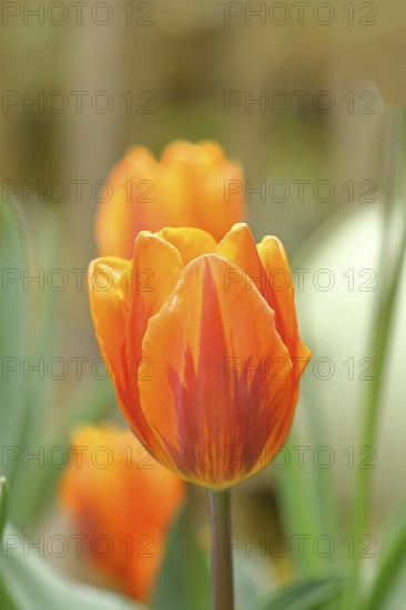 Tulip (Tulipa), flower orange colour in a flower bed Wilnsdorf, North Rhine-Westphalia, Germany,