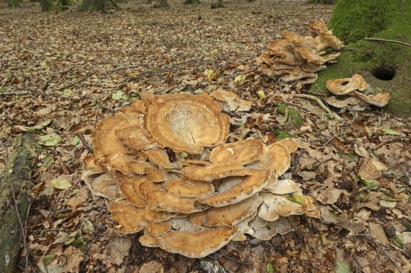 Giant polypore (Meripilus giganteus), North Rhine-Westphalia, Germany, Europe
