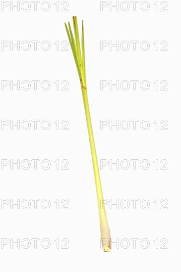 Lemongrass or West Indian lemongrass (Cymbopogon citratus, Andropogon citratus)