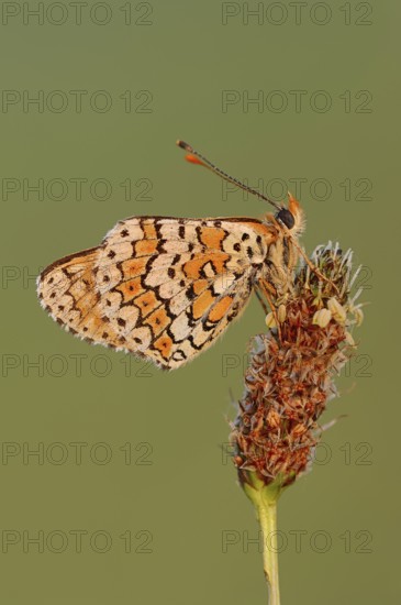 Plantain Fritillary (Melitaea cinxia), Provence, Southern France
