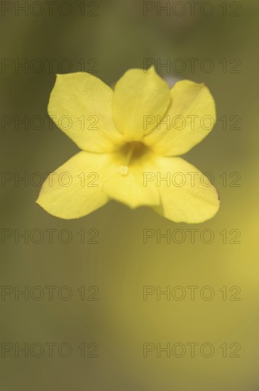True winter jasmine or winter jasmine (Jasminum nudiflorum, Jasminum sieboldianum), flower,