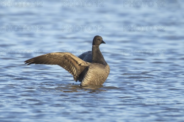 Brent goose (Branta bernicla) adult bird stretching its wings on a lake, England, United Kingdom,