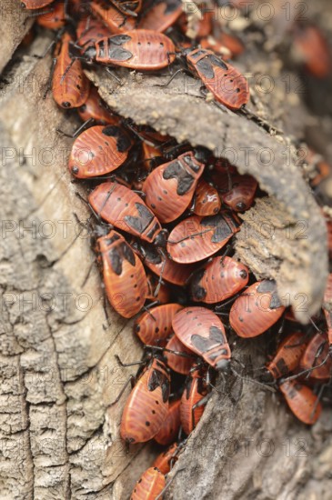 Firebug (Pyrrhocoris apterus), North Rhine-Westphalia, Germany, Europe