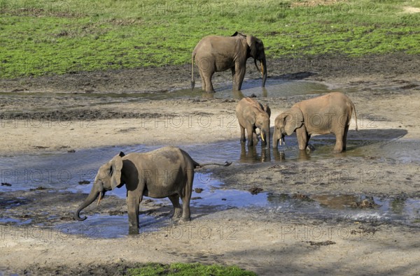 African forest elephants (Loxodonta cyclotis) in the Dzanga Bai forest clearing, Dzanga-Ndoki