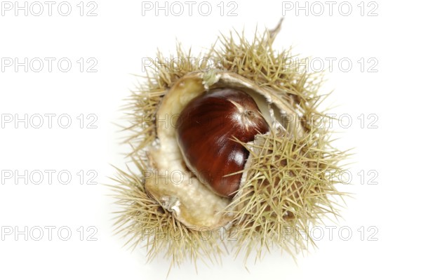 Sweet chestnut or sweet chestnut (Castanea sativa), fruit, chestnut on a white background