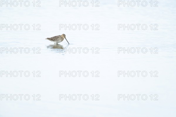 Common snipe (Gallinago gallinago) adult bird feeding in a shallow lagoon, Lincolnshire, England,