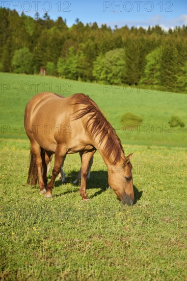 American Quarter Horse on a meadow, Bavaria, Germany, Europe