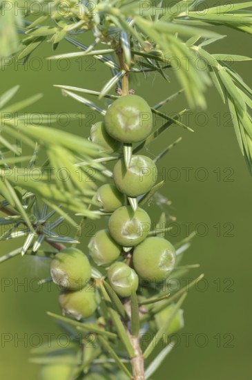 Cade (Juniperus oxycedrus), twig with unripe cones, Provence, southern France