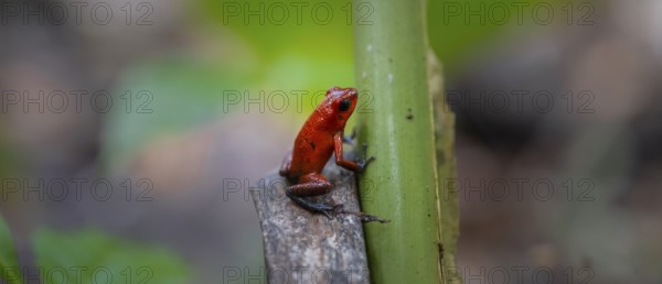Strawberry poison-dart frog (Oophaga pumilio), Tortuguero National Park, Costa Rica, Central