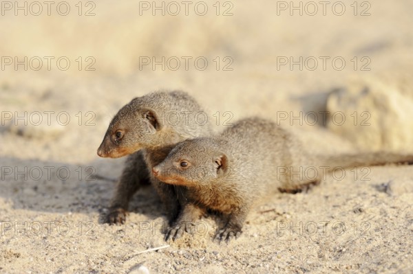 Banded mongoose (Mungos mungo), young animals, captive, occurrence in Africa
