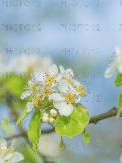 Blossoms of a pear (Pyrus), fruit tree, diffuse background, cropped, portrait format, nature photo,