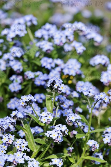 Forget-me-not, Spring, April, Germany, Europe