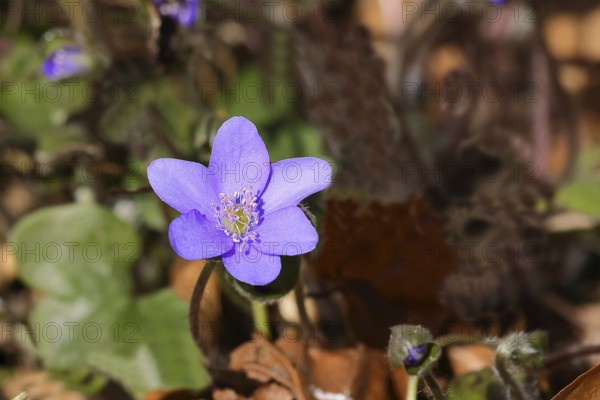 Liverwort (Hepatica nobilis), blue flowers, North Rhine-Westphalia, Germany, Europe