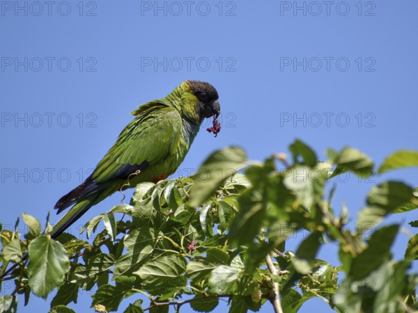 Nanday Parakeet (Aratinga nenday) in the wild, seen in Buenos Aires, Argentina, South America