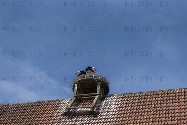 White storks in a nest on a farmhouse, Bavaria, Germany, Europe