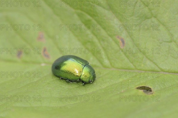 Mint leaf beetle (Chrysolina herbacea), leaf beetle, North Rhine-Westphalia, Germany, Europe