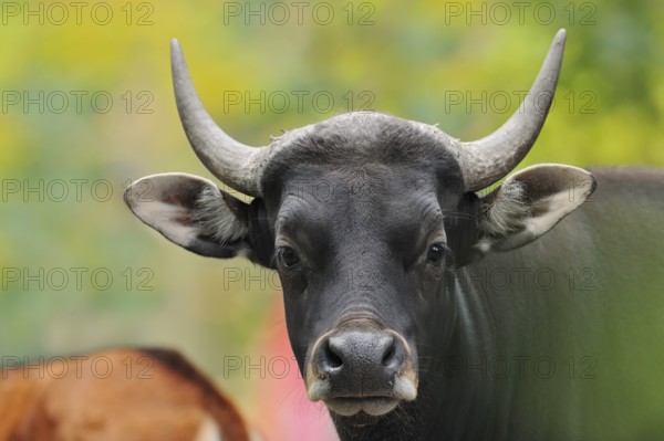 Tembadau (Bos javanicus), bull, portrait, captive, occurring in Southeast Asia