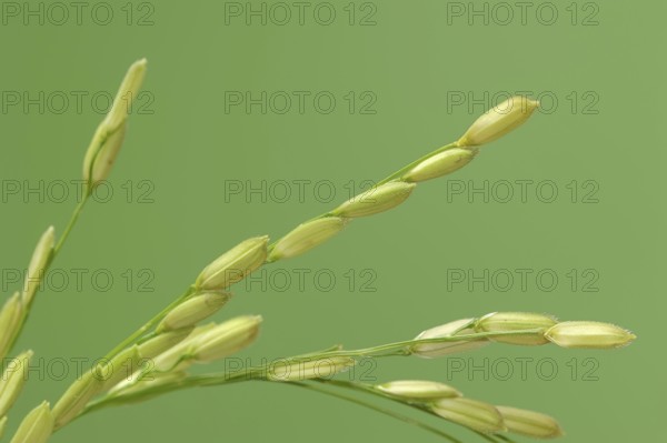 Rice (Oryza sativa), ear of rice, ear of grain