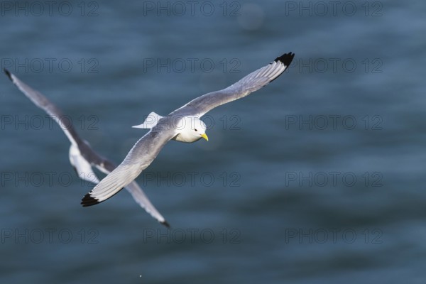 Black-legged Kittiwake, Rissa tridactyla, bird in flight over sea, Bempton Cliffs, North Yorkshire,