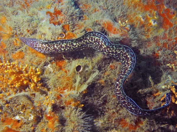 A Spotted moray (Gymnothorax moringa) meanders through the colourful, coral-covered seabed. Dive