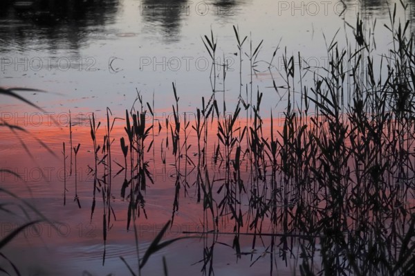 Upper Lusatian heath and pond landscape, reeds, June, Saxony, Germany, Europe