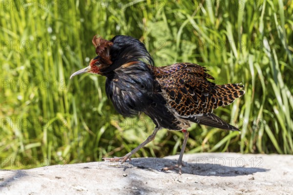 A bird with brown and black feathers is walking on a stone in the meadow, ruff (Calidris pugnax,