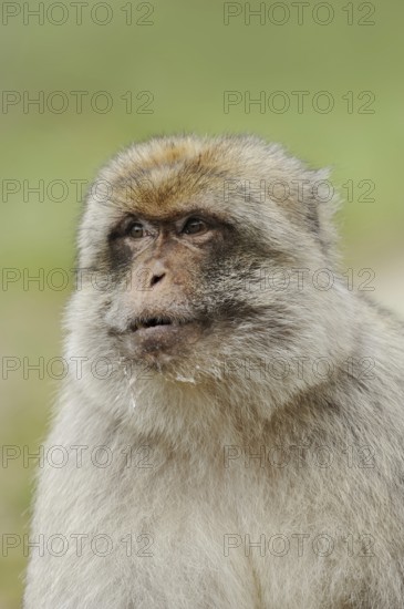 Barbary macaque (Macaca sylvanus), male, portrait, captive, occurring in Morocco, Algeria and