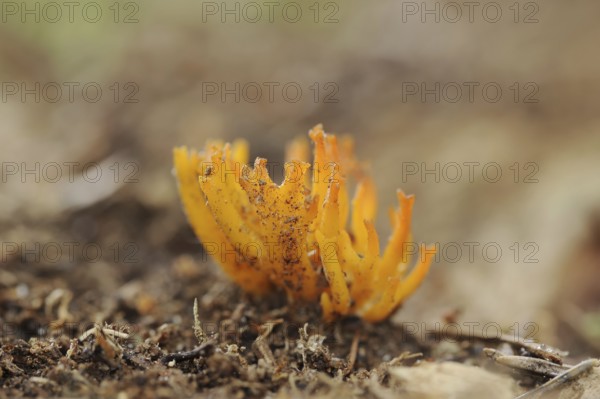 Yellow stagshorn (Calocera viscosa), North Rhine-Westphalia, Germany, Europe