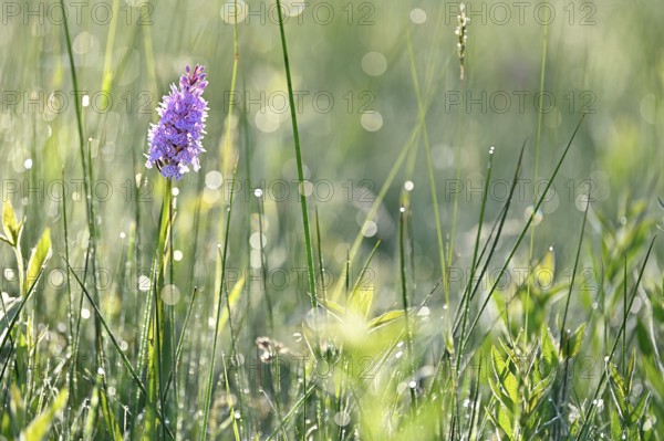 Moorland spotted orchid (Dactylorhiza maculata), flowering wild orchid, Lower Rhine, North