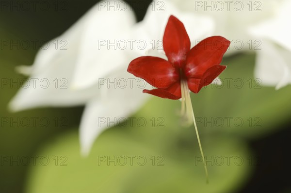 Bleeding glory-bower (Clerodendrum thomsoniae), flower, native to West Africa
