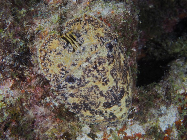 American bear crab (Scyllarus americanus), dive site John Pennekamp Coral Reef State Park, Key