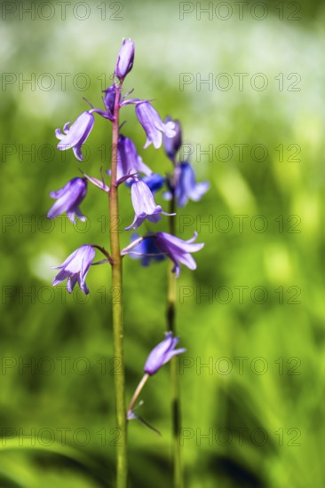 Native violet-blue bluebells in forest